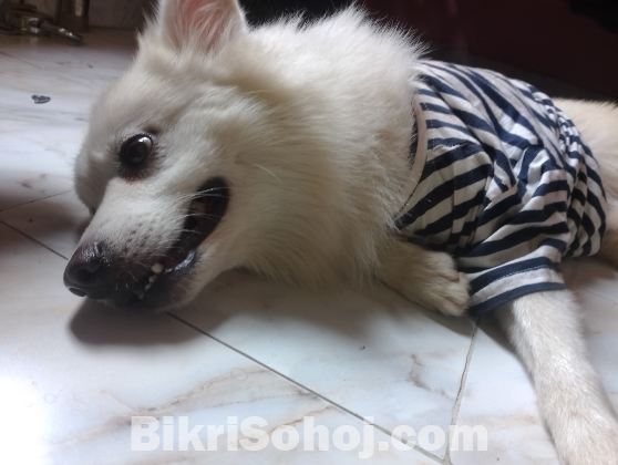 german spitz